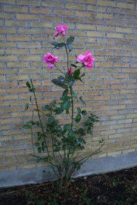 20061231: Tivoli 150 rose - outdoor